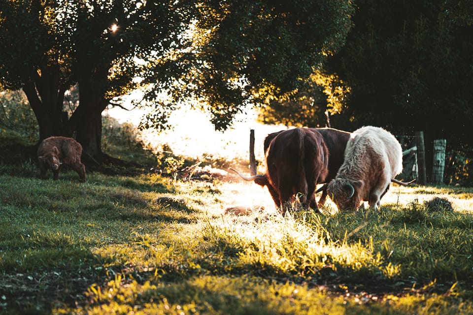 AndoRock.HighlandCows12 AndoRock Highlands | AndoRock.HighlandCows12