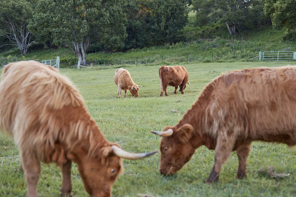 AndoRock.HighlandCows2 AndoRock Highlands | AndoRock.HighlandCows2