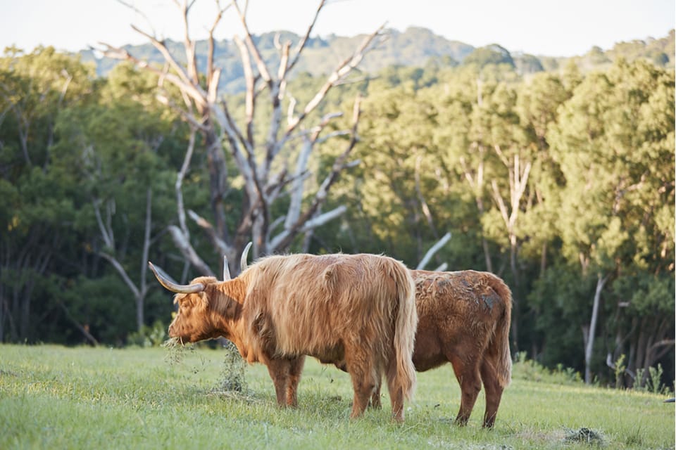 AndoRock.HighlandCows3 AndoRock Highlands - Tweed Coast Elopement Venue- Hitched in Paradise