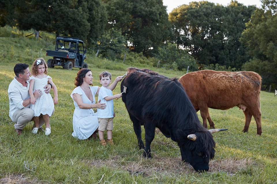 AndoRock.HighlandCows4 AndoRock Highlands | AndoRock.HighlandCows4