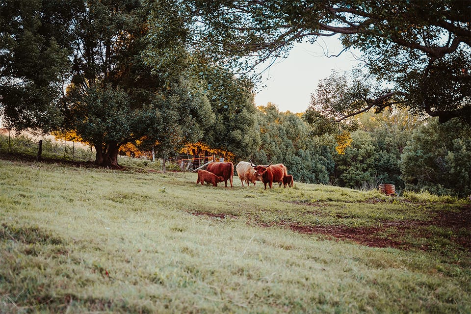 AndoRock.HighlandCows8 AndoRock Highlands | AndoRock.HighlandCows8