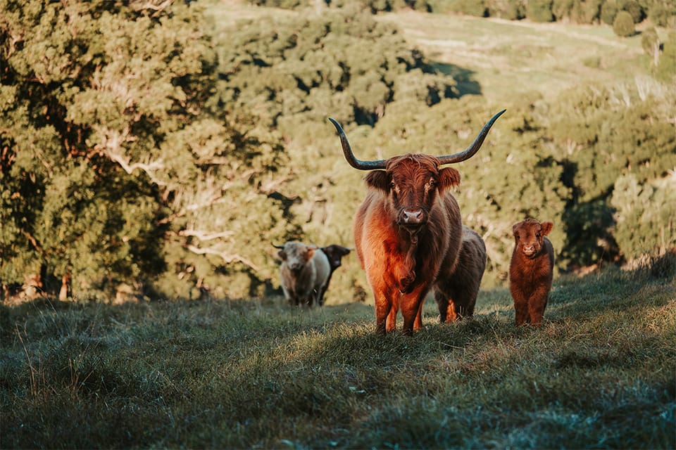 AndoRock.HighlandCows9 AndoRock Highlands | AndoRock.HighlandCows9